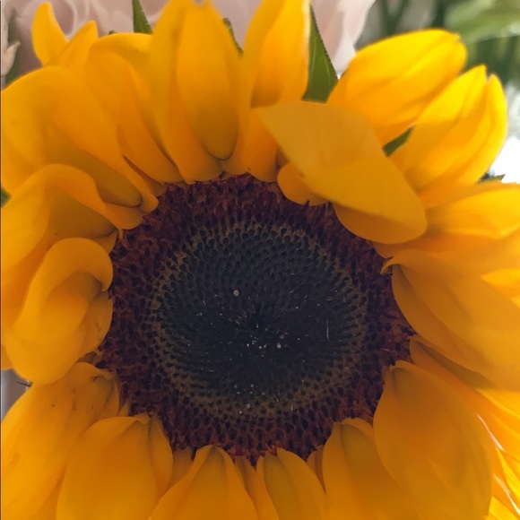 Meet your Posher, Taylor - Picture 1 of 1